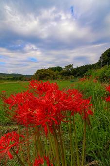 彼岸花 彼岸花,ヒガンバナ,秋の写真素材
