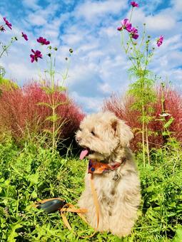 コスモスと犬とコキア コスモスと犬とコキア コキア,あそ望の郷くぎの,紅葉の写真素材
