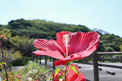 大きなタイタンビカス 大きなタイタンビカスの写真