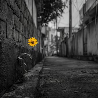 光と影のコントラスト:路地のひまわり 光と影のコントラスト:路地のひまわりの写真