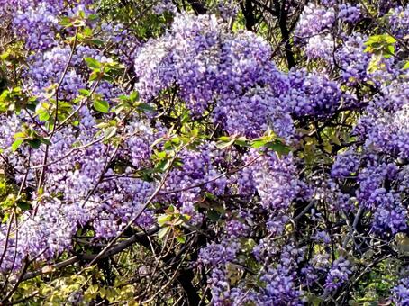 延命長寿の象徴 藤の花,flower,自然の写真素材