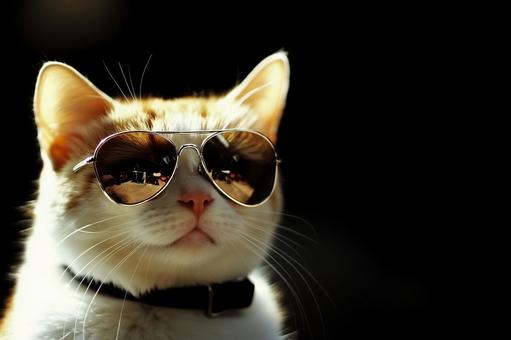 猫とサングラスの写真