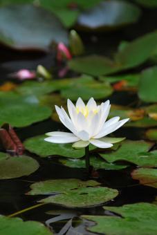 Water Lily, JPG Water Lily, JPG