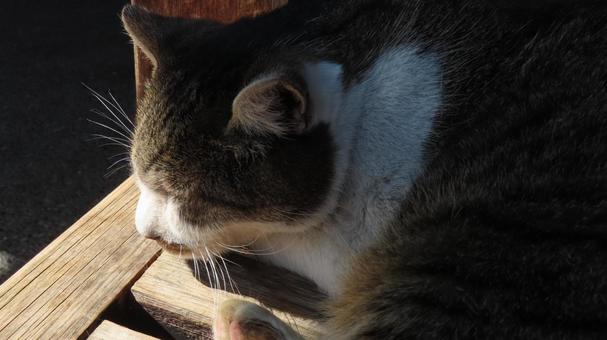 日向ぼっことお昼寝が日課のもふもふな猫様 猫,キジシロ,眠り猫の写真素材