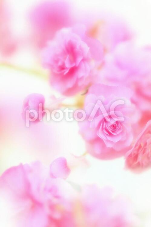 かわいいベゴニア_ソフトフォーカス_イメージ ベゴニア,花,バレンタインの写真素材
