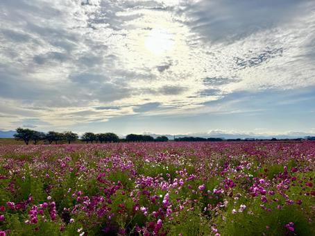 福井県 曇り空と宮ノ下コスモス公苑 福井県 曇り空と宮ノ下コスモス公苑 福井県,宮ノ下コスモス公苑,曇りの写真素材