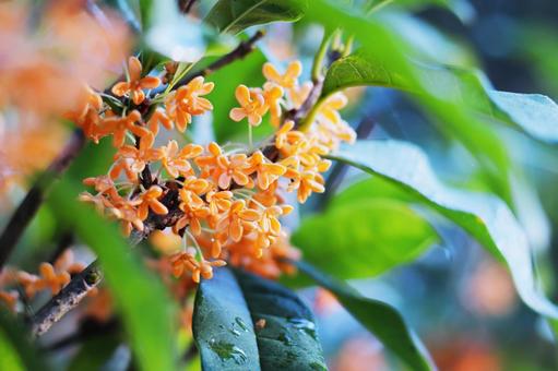 Osmanthus flower, JPG