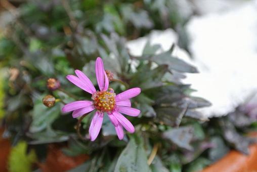 冬花壇 冬花壇の写真