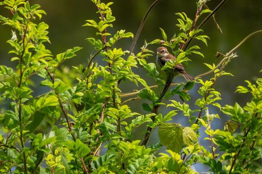 Photo, bird, wild bird, mos, 