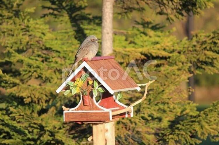 庭の餌箱にとまるヒヨドリ ヒヨドリ,野鳥,餌箱の写真素材