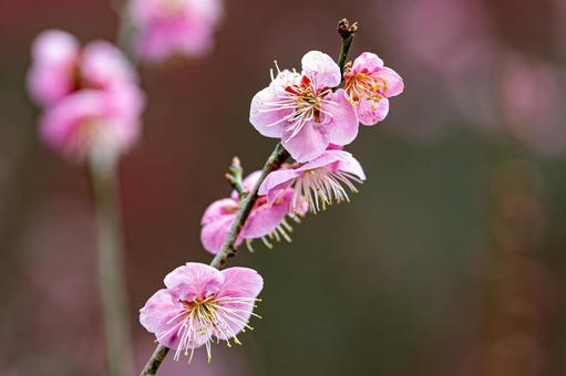 梅の花 梅の花の写真