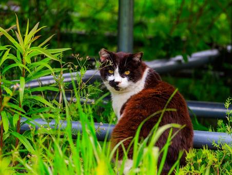 良く見るとイケメンな野良猫さんです。 良く見るとイケメンな野良猫さんです。 猫,野良猫,地域猫の写真素材