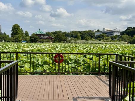 開花直前の不忍池の蓮 開花直前の不忍池の蓮 蓮,ハス,上野の写真素材