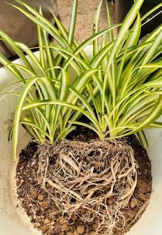 植え替え*根詰まり*オリヅルラン 植え替え*根詰まり*オリヅルランの写真