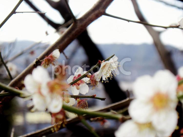 梅の花　春の訪れ 梅,梅の花,立春の写真素材