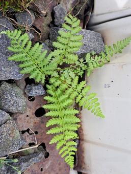 シダ植物ベビー シダ植物ベビー 花,畑,山の写真素材