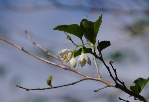 エゴノキの花の写真