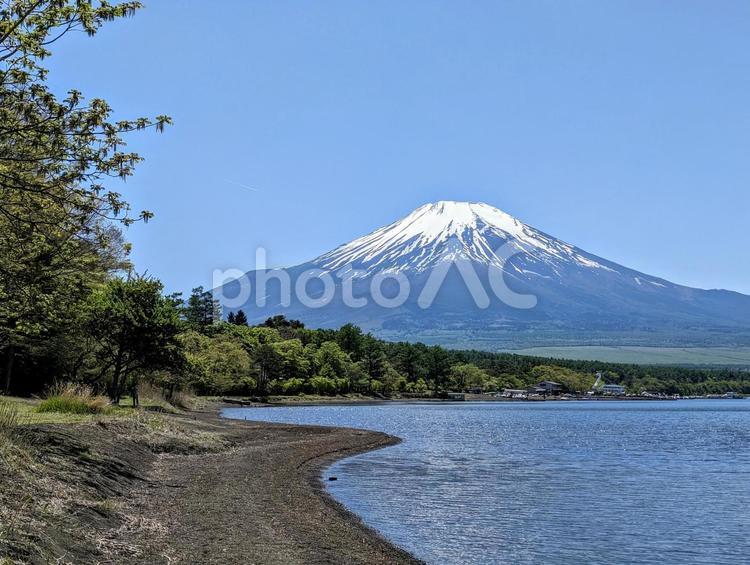 春の山中湖畔の風景 富士山,世界遺産,自然の写真素材