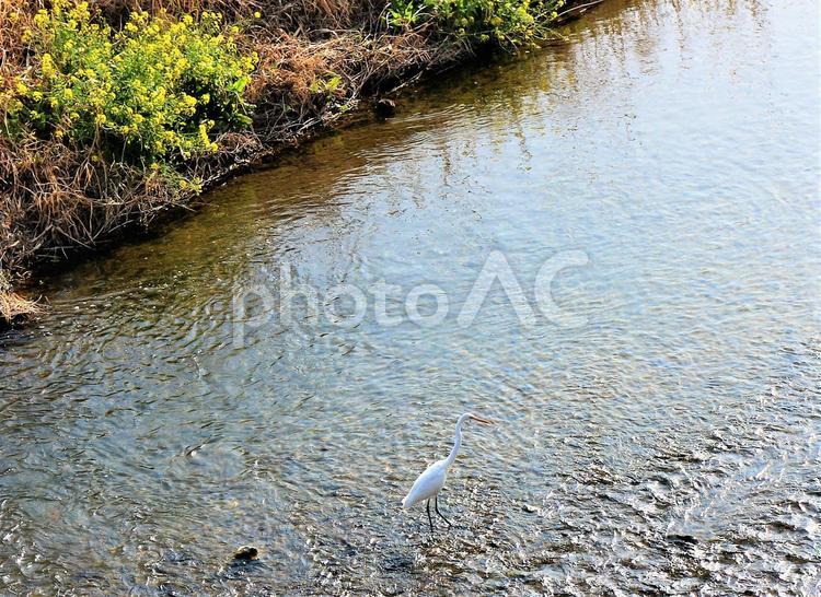 シロサギと菜の花　春 鷺,シロサギ,サギの写真素材