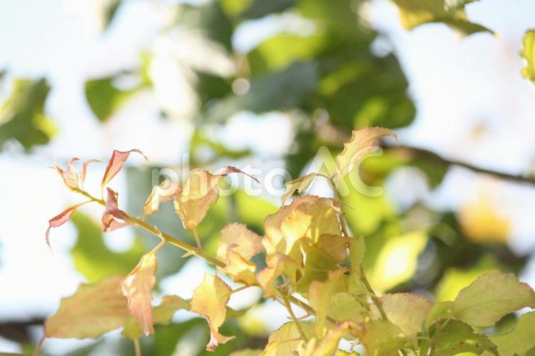 木の枝 農業,農家,収穫の写真素材