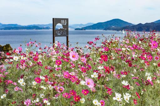 軍艦島(端島)展望所のコスモス 軍艦島(端島)展望所のコスモス コスモス,秋桜,コスモス園の写真素材