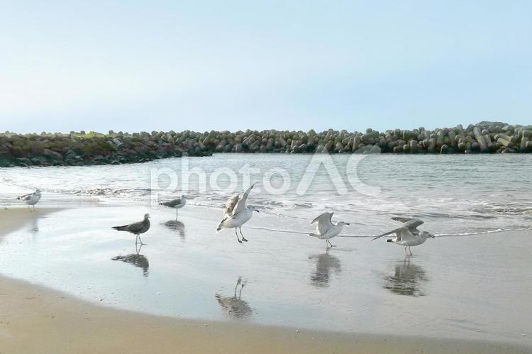 波打ち際のカモメ カモメ,海,波打ち際の写真素材