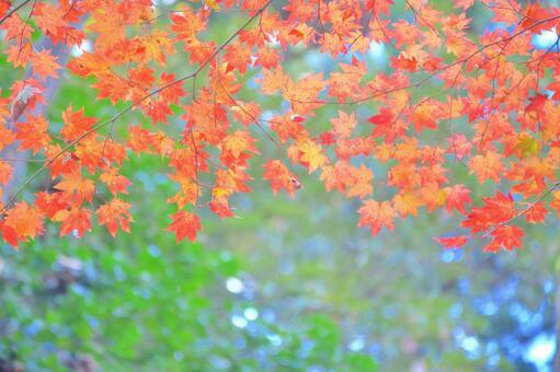 晩秋のモミジ 秋,もみじ,モミジの写真素材