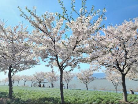 桜と空と海 桜,春,花の写真素材