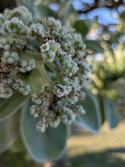 花　アリの写真