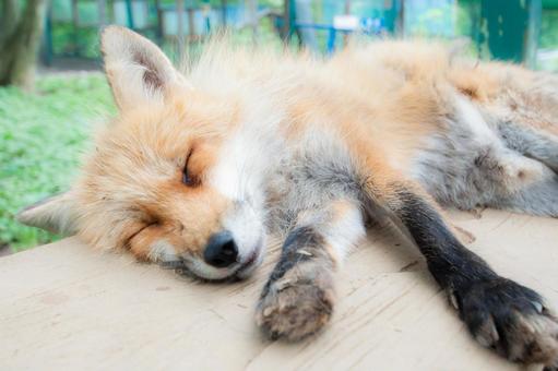 寝キツネ 寝キツネの写真