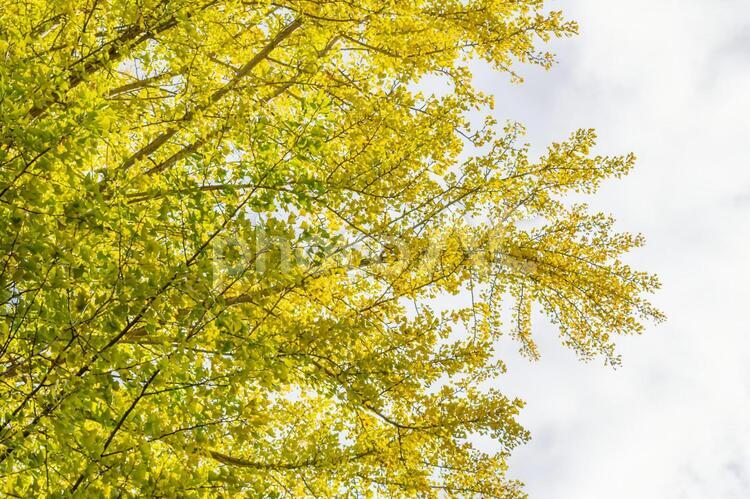 イチョウの木と秋の空 紅葉,イチョウ,いちょうの写真素材