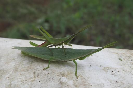 Photo, locust, insect, natural, 