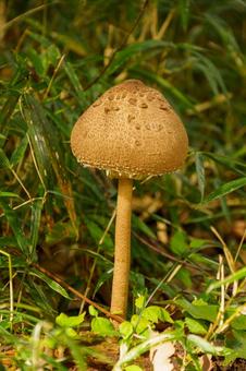 茂みからあらわれた大きなキノコ キノコ,きのこ,茸の写真素材