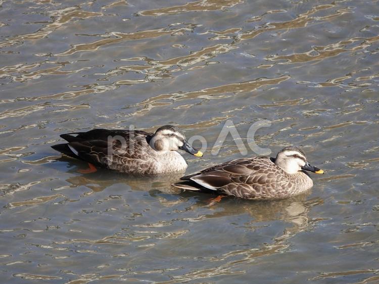 厳寒に生きるカルガモ・仲良く泳ぐ二羽 鳥,水鳥,カルガモの写真素材