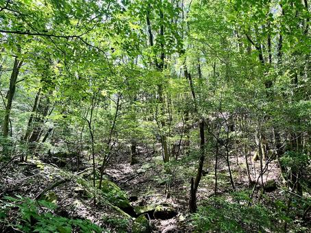 金山の登山道3 金山の登山道3の写真