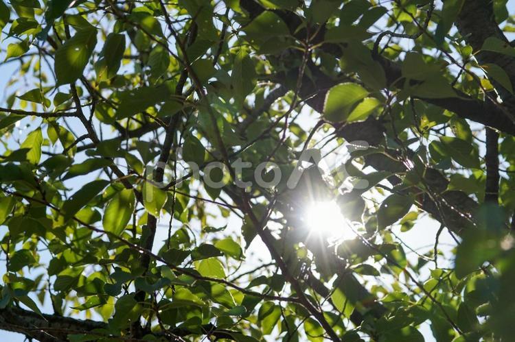 夏の木漏れ日 こもれび,木漏れ日,木洩れ日の写真素材