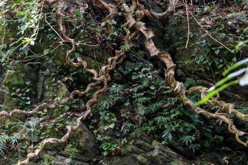 モダマの蔓 鹿児島県,奄美市,住用町の写真素材