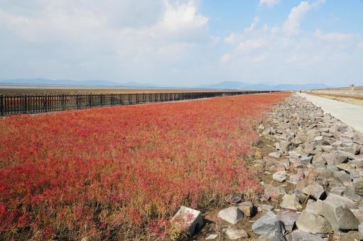 佐賀 干潟よか公園2 干潟よか公園,シチメンソウ,七面草の写真素材
