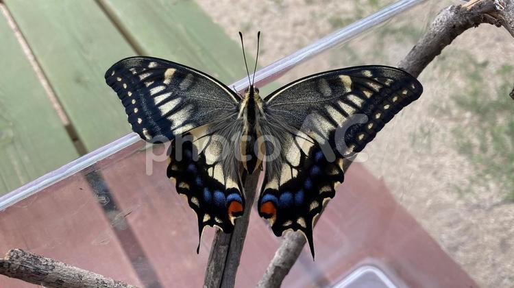 羽化後のキアゲハ 夏,羽化,キアゲハの写真素材