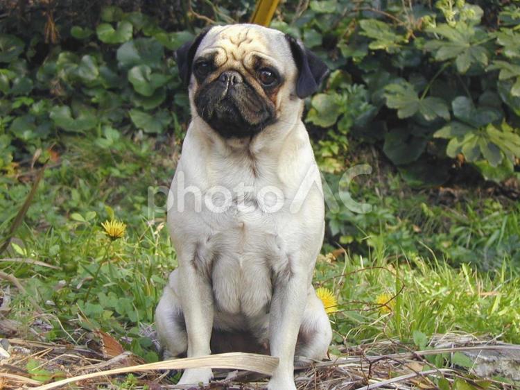 パグの甘えたい表情 パグ,犬,ペットの写真素材