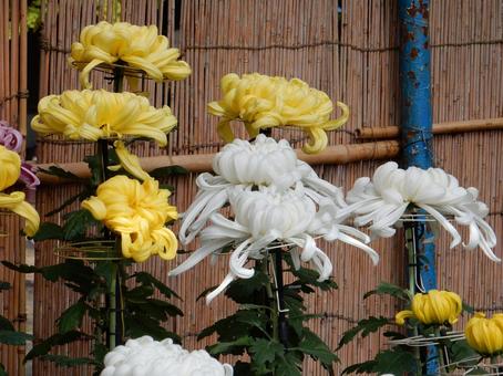 【風景写真】福山菊花展覧会の風景 キク,菊,菊花展の写真素材