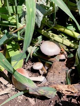 キノコ キノコ キノコ,茸,柄の写真素材