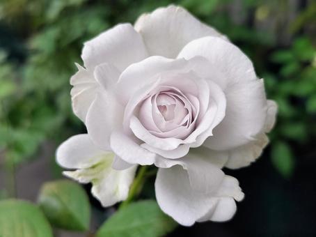 ベランダのバラ・ポルトブルー バラ,薔薇,ポルトブルーの写真素材