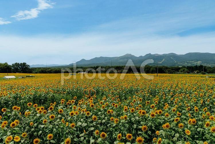 山とひまわり畑 ひまわり,ヒマワリ,ひまわり畑の写真素材