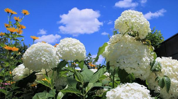 白馬五竜高山植物園 白い紫陽花 白馬五竜高山植物園 白い紫陽花の写真