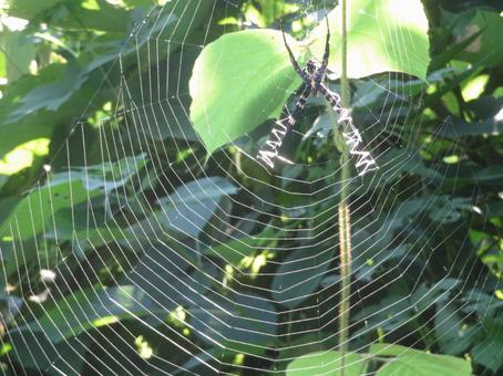 Orb spider, JPG Orb spider, JPG