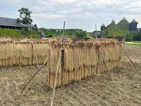 近江の風景(稲刈り) 近江の風景(稲刈り) 稲,昔ながら,稲刈りの写真素材