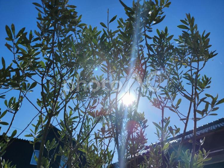 朝日に照らされる木々 風景,自然,景色の写真素材