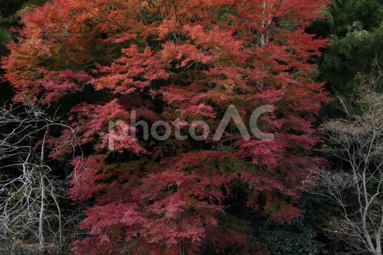 御岩神社　駐車場から見える紅葉 御岩神社,日立,紅葉の写真素材