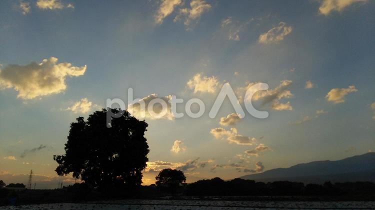 大きな木と夕暮れ時 夕,夕暮れ,夕焼けの写真素材